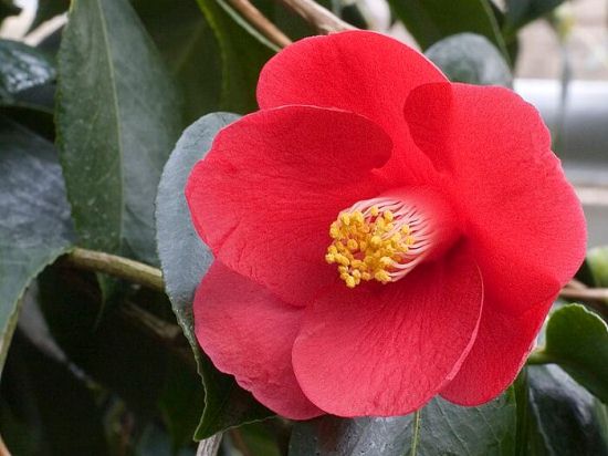 Camellia_japonica54.jpg