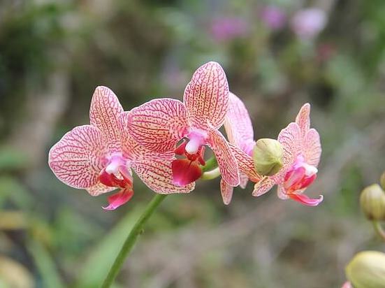 Phalaenopsis0605_1.jpg