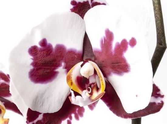 Phalaenopsis0605_6.jpg