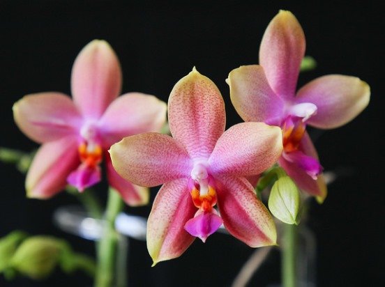 Phalaenopsis_Liodoro_1.jpg