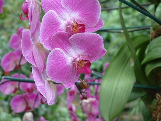 Phalaenopsis_lipperose_2944469464.jpg