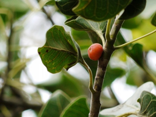 Ficus_Benghalensis_2.jpg