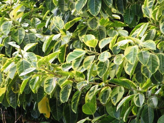 Ficus_Benghalensis_3.jpg