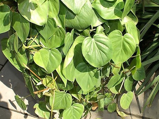 Philodendron_hederaceum.jpg