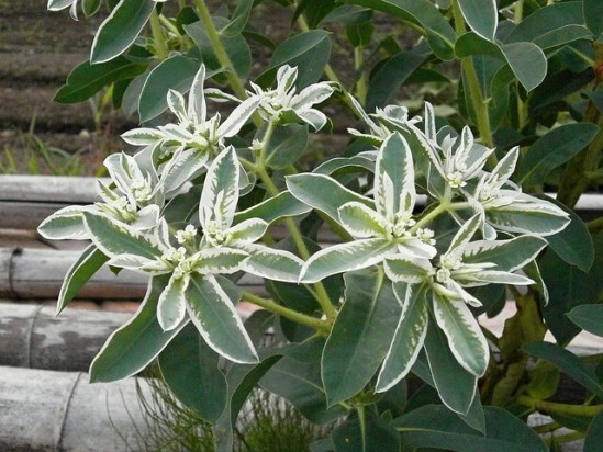 Euphorbia26.08_11.jpg
