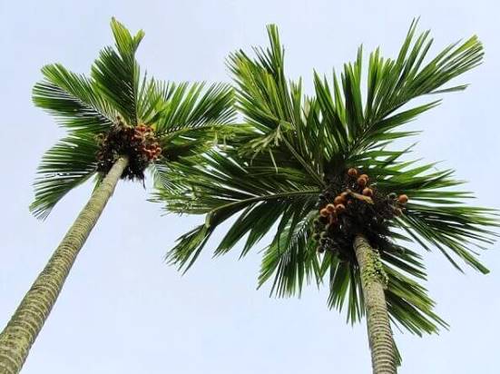 Бетелевая пальма