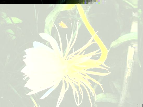 Epiphyllum05.08_8.jpg