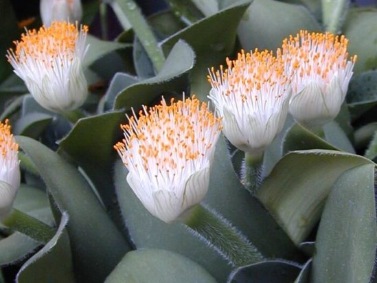 Гемантус белоцветковый