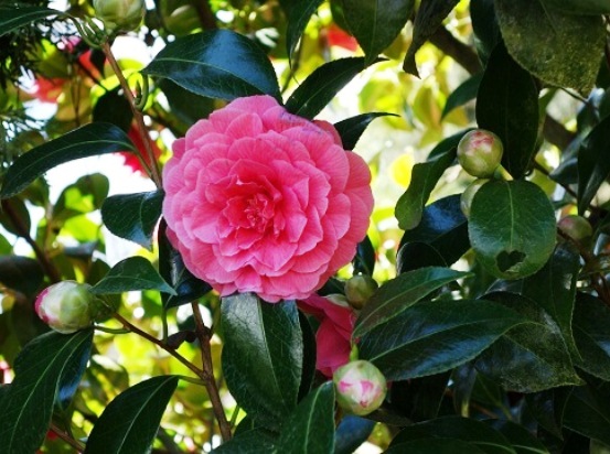 Camellia04.08_7.jpg