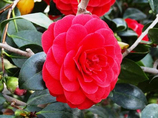 Camellia_japonica_Coquettii_01.jpg