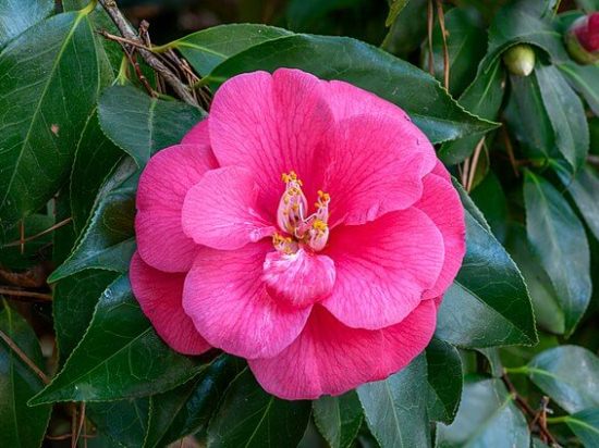 Camellia_japonica_NBG.jpg