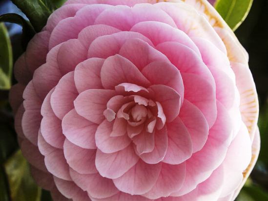 Camellia_japonica_middl.jpg