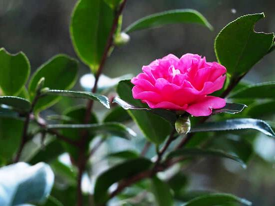 Camellia_sasanqua.jpg