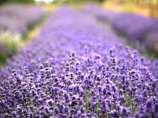 Lavender11.01_2.jpg