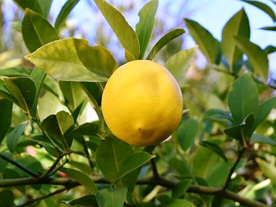 Ташкентский лимон