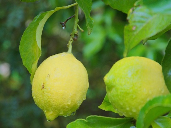 Майкопский лимон