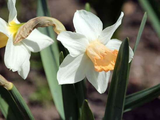 Narcissus10.01.1_10.jpg