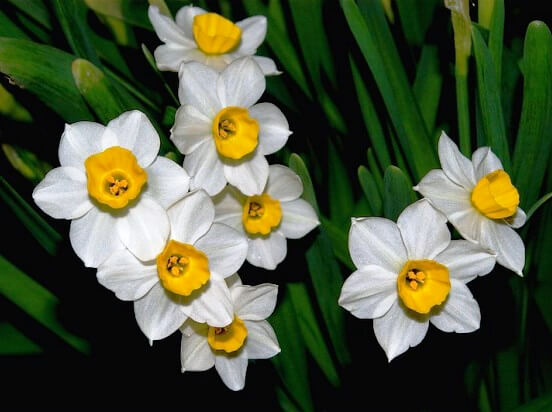 Narcissus10.01.1_6.jpg