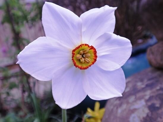Narcissus10.01.1_8.jpg