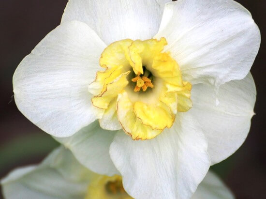 Narcissus10.01.1_9.jpg