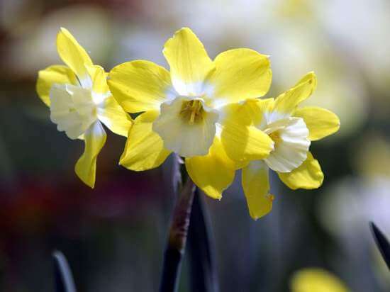 Narcissus10.01_2.jpg