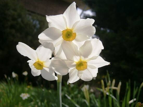 Narcissus10.01_4.jpg