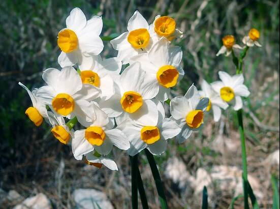 Narcissus10.01_7.jpg