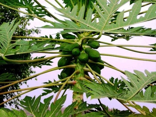 papaya 1