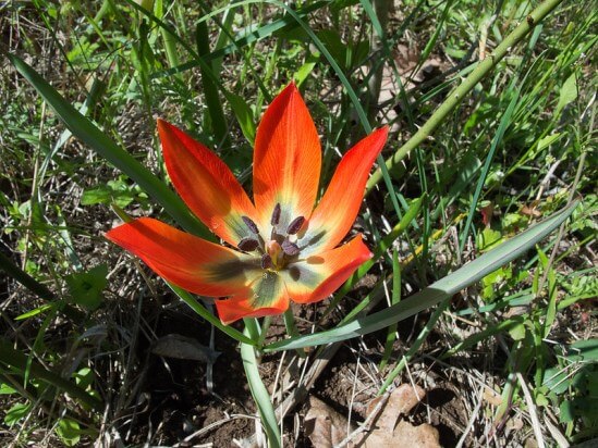 Tulipa28.01_12.jpg