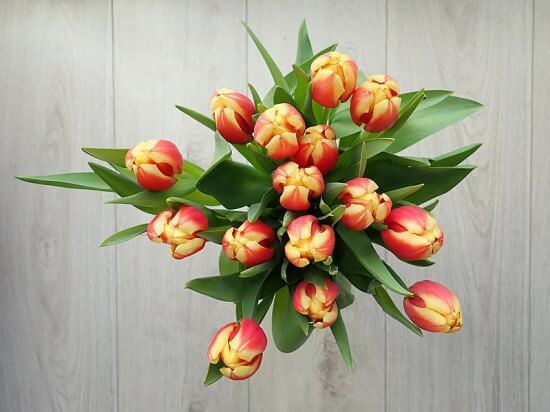 Tulipa28.01_3.jpg