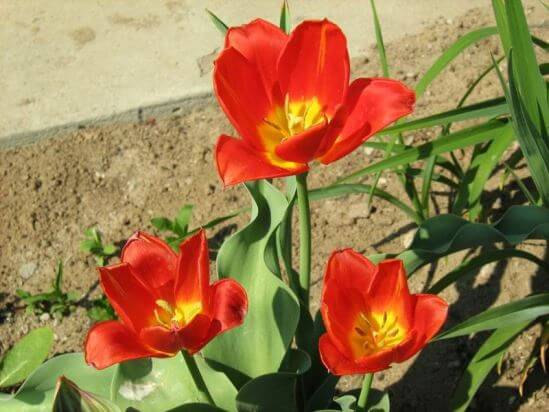 Tulipa28.01_6.jpg