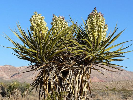 Yucca schidigera 19