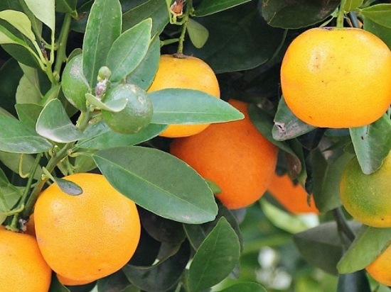 apelsin1_6.jpg