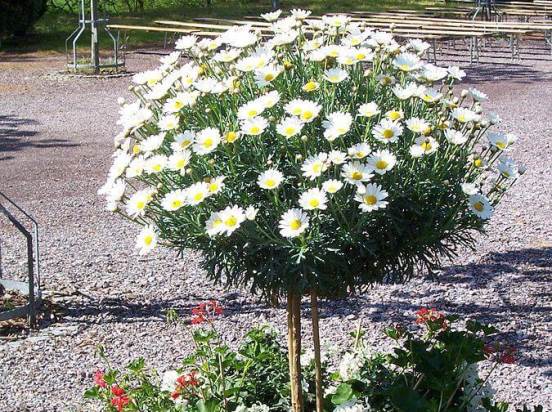 Argyranthemum-frutescens4.jpg