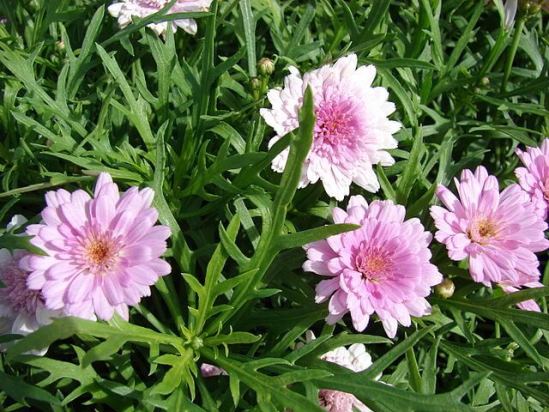 Argyranthemum_frutescens1.jpg