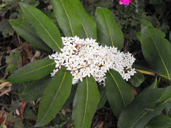Acokanthera_oblongifolia_2.jpg