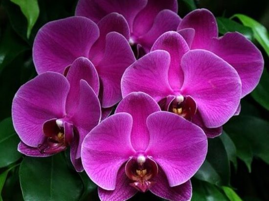 Phalaenopsis0605_4.jpg