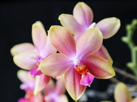 Phalaenopsis_Liodoro_3.jpg