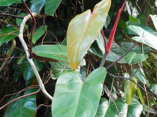 Philodendron_erubescens_Araceae.jpg