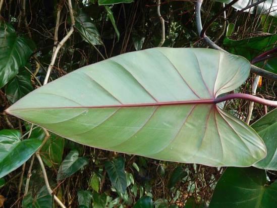Philodendron_erubescens_feuille.jpg
