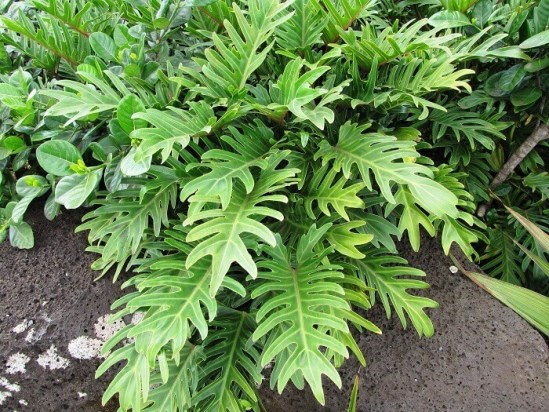 filodendron_1.jpg