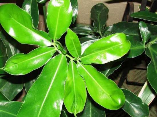 filodendron_13.jpg