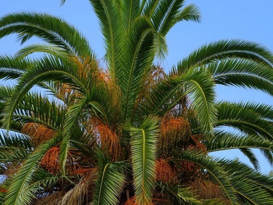 Финиковая пальма