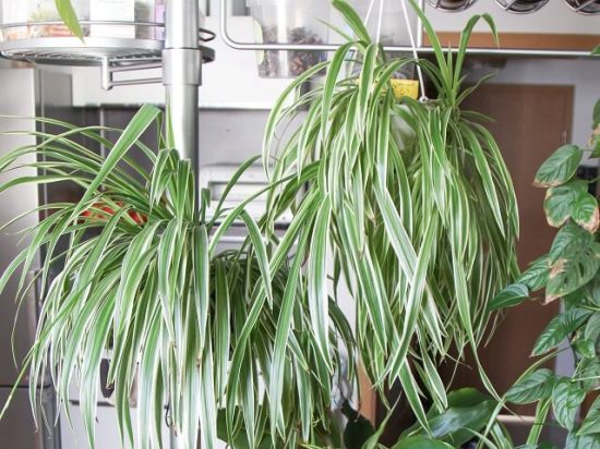 Как выращивать хлорофитум в домашних условиях?