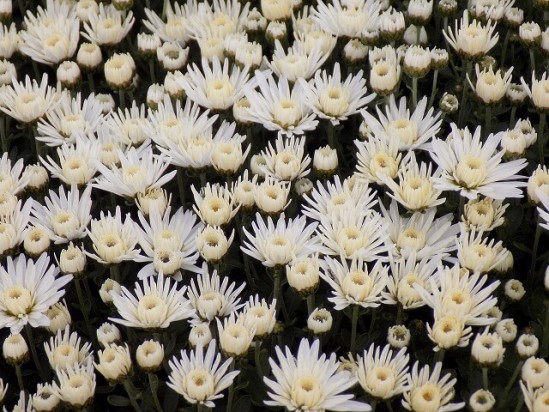 Chrysanthemum02.08_10.jpg