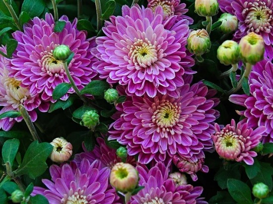 Chrysanthemum02.08_12.jpg