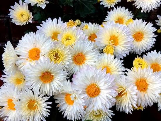Chrysanthemum02.08_5.jpg
