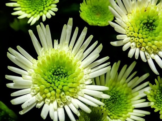 Chrysanthemum02.08_6.jpg