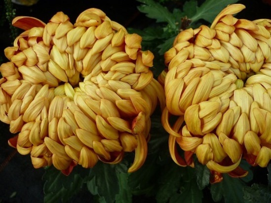 Chrysanthemum02.08_7.jpg