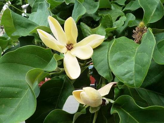 Magnolia__brooklynensis_Yellow_Bird.jpg
